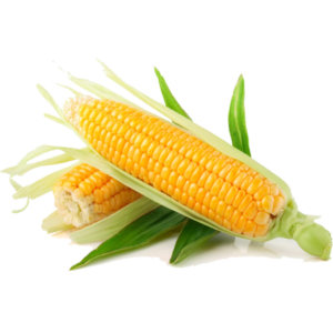 Organic Sweet Corn